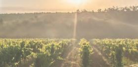 VIGNETTE METEO FRANCE VIGNE