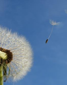 Les Roses de Vents proposées par Météo-France