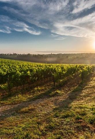 Vignoble